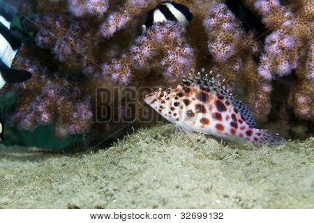 Tündér hawkfish (cirrhitichthys oxycephalus), a Vörös-tengeren.