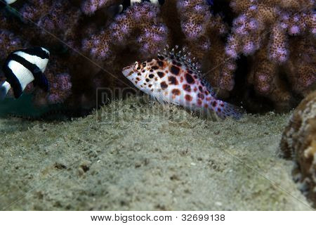 Tündér hawkfish (cirrhitichthys oxycephalus), a Vörös-tengeren.