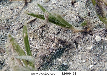 Kızıldeniz süslü shrimpgoby (vanderhorstia ornatissima).