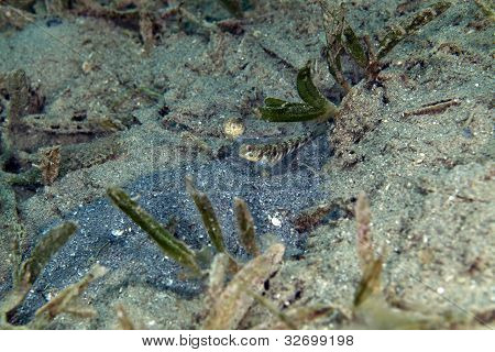 Kızıldeniz süslü shrimpgoby (vanderhorstia ornatissima).