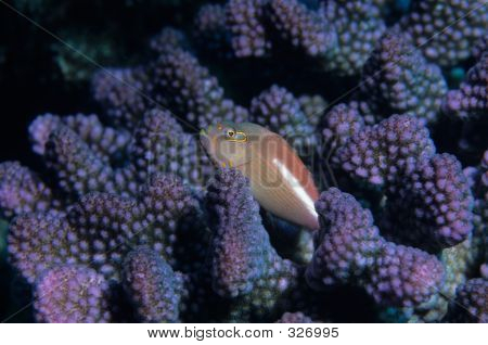 Hawkfish ตาโค้ง