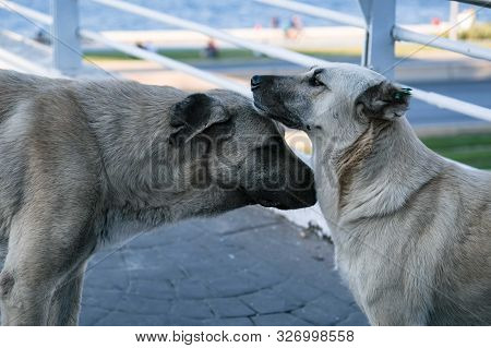 Two Big Old Urban Dogs With Ear Tags, Getting To Know And Greeting Each Other By Sniffing In The Mid
