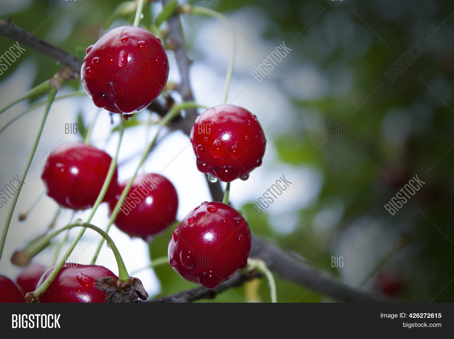 Ripe Cherry Fruits Image & Photo (Free Trial) | Bigstock