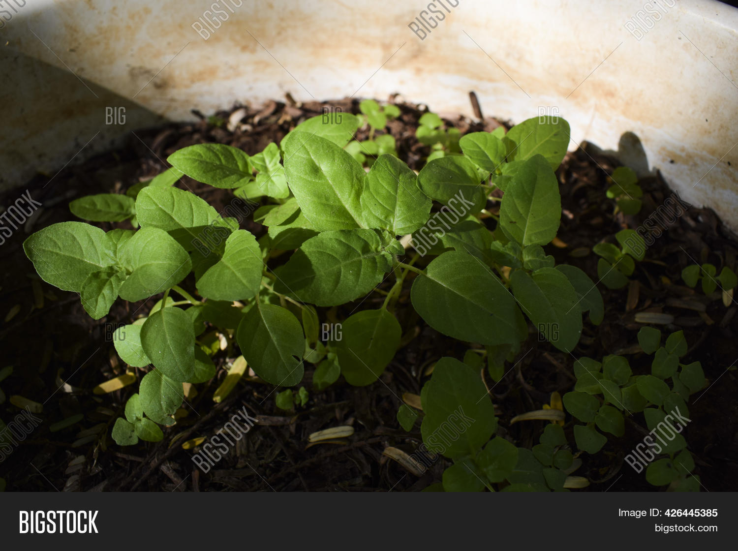 Holy Basil Leaves Image & Photo (Free Trial) Bigstock