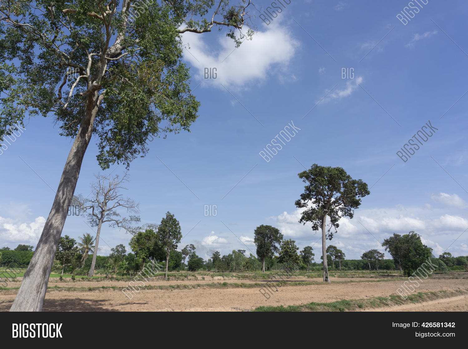 Ploth Rice Newly Ploughed Rice Image & Photo (Free Trial) | Bigstock