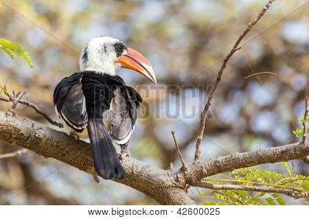 Rød-faktureret Hornbill