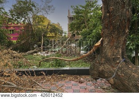 Super Cyclone Amphan Uprooted Tree Which Fell And Blocked Pavement. The Devastation Has Made Many Tr