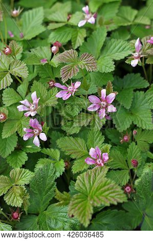 Rubus Arcticus, The Arctic Bramble Is A Species Of Slow-growing Bramble , Found In Arctic And Alpine