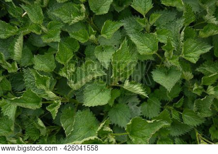 Background Of Green Nettle Leaves Top View, Background, Nettle, Leaves, Nature, Texture, Green