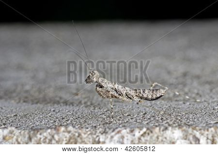 野生のカマキリ