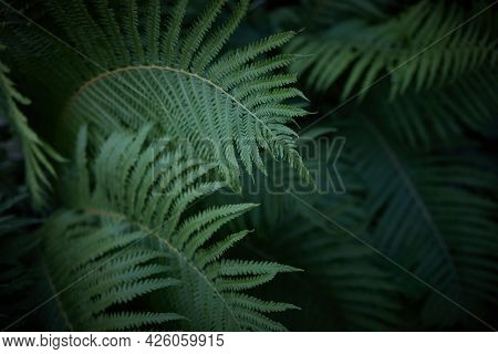 Beautiful Background Of Ferns Leaves. Green Fern Tree Growing In Summer. Midsummer Day Background