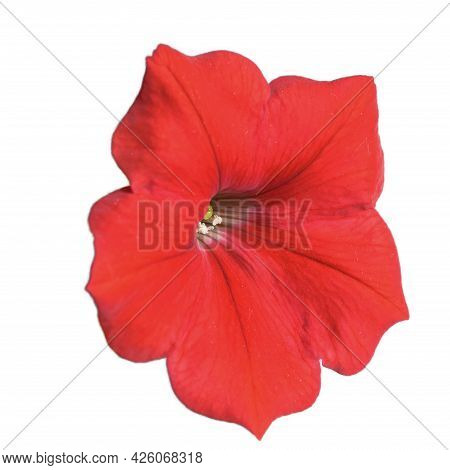 Petunia Flower, Close-up. Flower With Variegated Petals. Isolated On White Background.