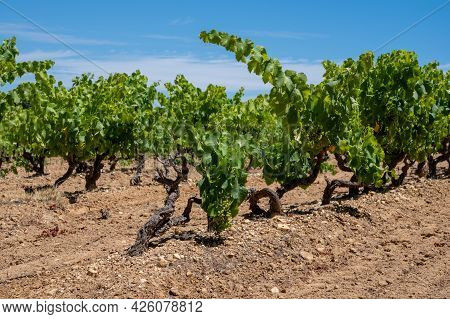Winemaking In  Department Var In  Provence-alpes-cote D'azur Region Of Southeastern France, Vineyard