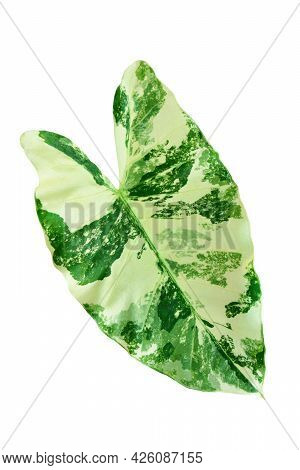 Green Leaf Alocasia Macrorrhizos On White Background, Real Tropical Jungle Foliage Plants, Alocasia 