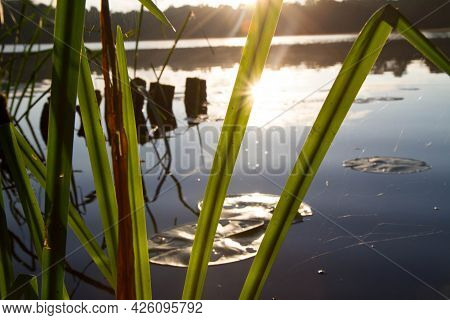 Lake At Sunset With The Simplestem Bur-reed Plants In The Foreground