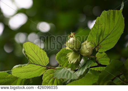 Green Young Hazelnuts (hazelnuts, Cob) Grow On A Tree On An Organic Nut Farm. Nuts With Leaves In Th