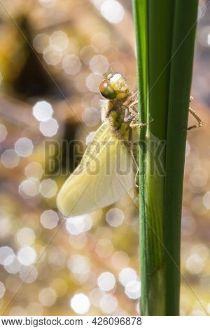 Dragonfly - Odonata On A Blade Of Grass Hatches From A Pupa. In The Background Is A Meadow With A Bl