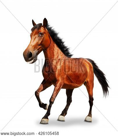 Funny Cartoon Like Image Of Horse Pound A Hoof