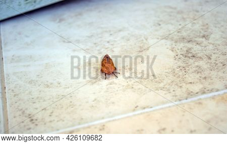 A Spiny Oakworm Moth Stand Motionless On A Dirty Table In Missouri. Bokeh Effect.