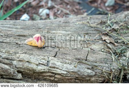With A Bokeh Background, This Spiny Oakwood Moth Seems Content To Sit Peacefully On This Old Rotting