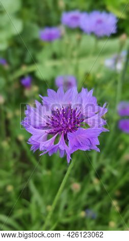 Blue Cornflower (centaurea Cyanus) On A Natural Green Vegetable Background In The Garden Or In The F