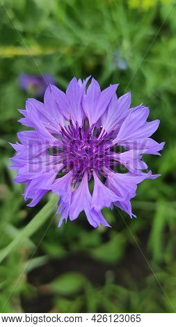 Blue Cornflower (centaurea Cyanus) On A Natural Green Vegetable Background In The Garden Or In The F