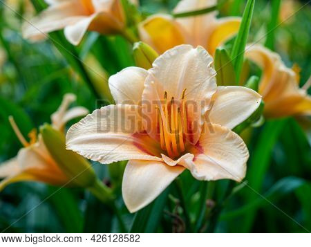 Daylilies Of Rich Orange Color In The Garden. High Quality Photo.