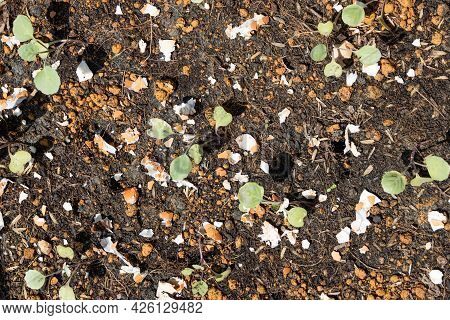 Overhead View Of Crushed Egg Shell Scatted Onto Soil As Organic Fertilizers For Baby Vegetables