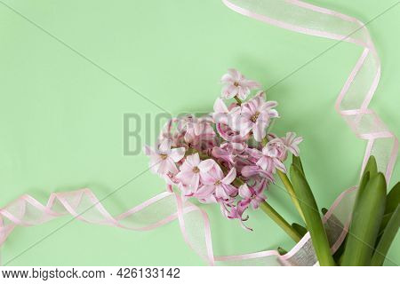 Spring Coming Concept. Pink Hyacinth Flowers On Pastel Green And Pink Ribbons. Spring Or Summer Back