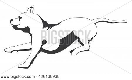 Outline Running Brindle Staffordshire Terrier Or Pitbull Isolated On White. Vector Illustration.