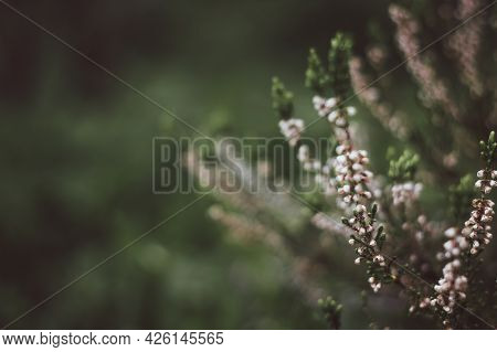 Blooming Heather Calluna Vulgaris On A Green Background. Nature Background. Blurry Abstract Defocuse