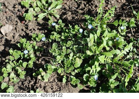 Blue Flowers Of Veronica Polita In Mid March