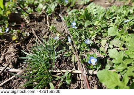 Bright Blue Flowers Of Veronica Polita In Mid March