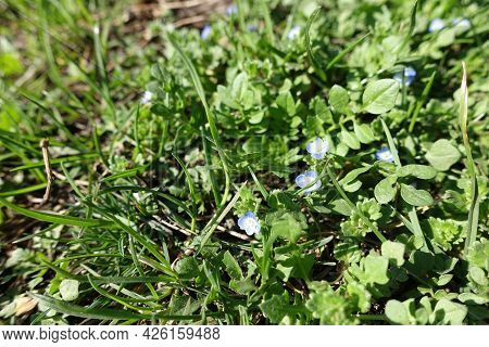 Close Shot Of Small Blue Flowers Of Veronica Polita In Mid March
