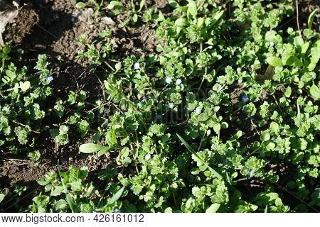 Little Blue Flowers Of Veronica Polita In Mid March
