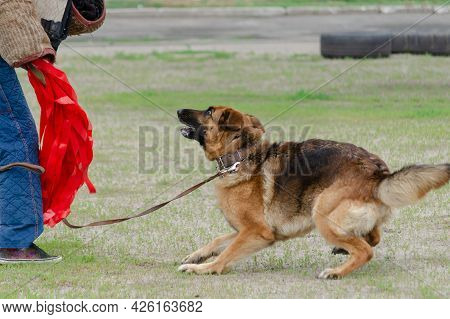 Guard Dog Training. Step 1. Figurant And German Shepherd Dog. Pet Attacks  Person In Special Protect