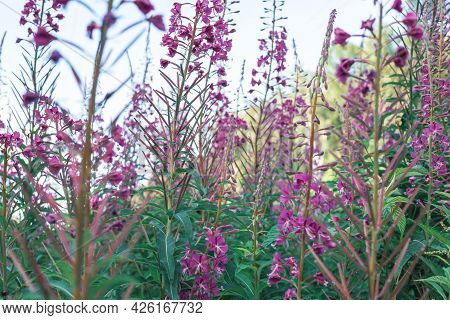 Field Of Blooming Sally Flowers, Wild Medicinal Herbal Tea Of Willow Plant Or Epilobium. Willow-herb