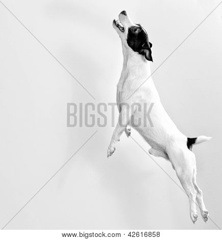 Larga duración Jack Russell Terrier en salto. Blanco y negro