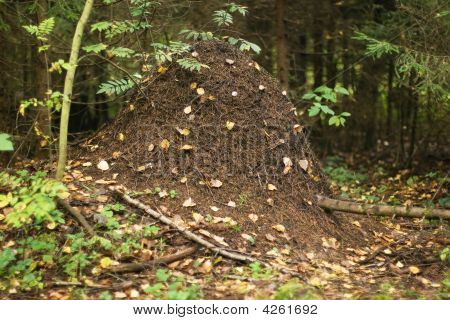 Ant Nest