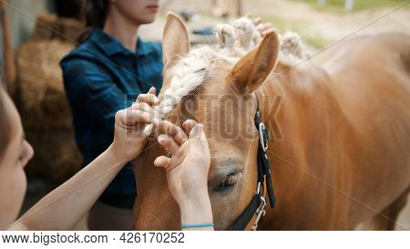 Close-up View Of Girls Hand Braiding Mane Of A Light Brown Horse With A Blonde Mane. Beautiful Chest