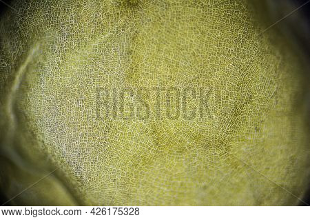 Far Eastern Kelp Macro Close Up Under The Light Microscope, Edible Seaweed