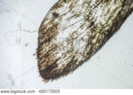Ephestia Elutella, Wing Of Grain Moth With Scales Macro Close Up Under The Light Microscope, Magnifi