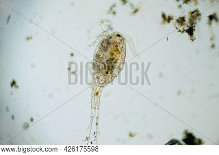 Copepod Cyclops Is Small Crustacean Found In Freshwater Pond. Zooplankton, Micro Crustacean Under Th
