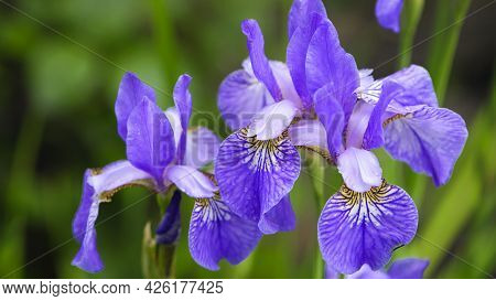 Irideae. Purple Iris Flowers Are Blooming In The Garden. Blue And Purple Flowers In The Garden. Macr