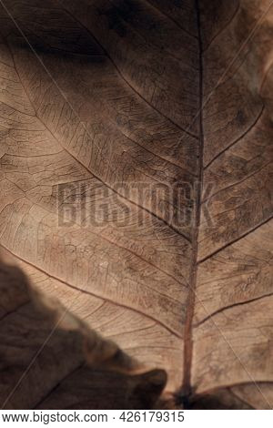Dried Bodhi leaf textured background
