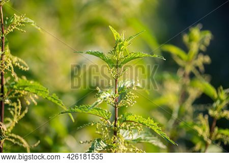 Urtica Dioica, Often Called Common Nettle, Stinging Nettle, Or Nettle Leaf, A Young Plant In A Fores