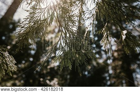 Whitebark pine in Yosemite National Park, USA
