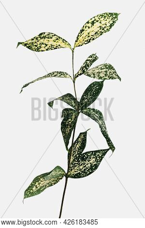 Gold dust croton branch on an off white background