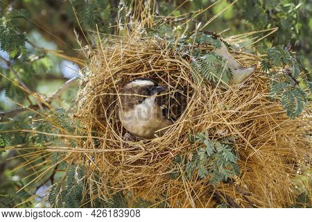 White Browed Sparrow Weaver Building A Nest In Kgalagadi Transfrontier Park, South Africa; Specie Pl
