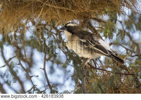 White Browed Sparrow Weaver Standing In Nest Area In Kgalagadi Transfrontier Park, South Africa; Spe